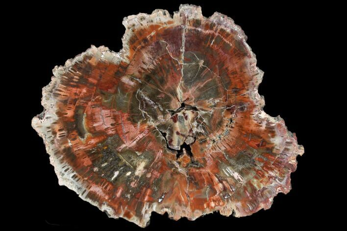 Polished Petrified Wood (Araucaria) Slab - Arizona #114516